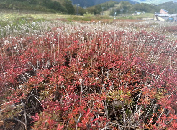 今が見頃の植物たち